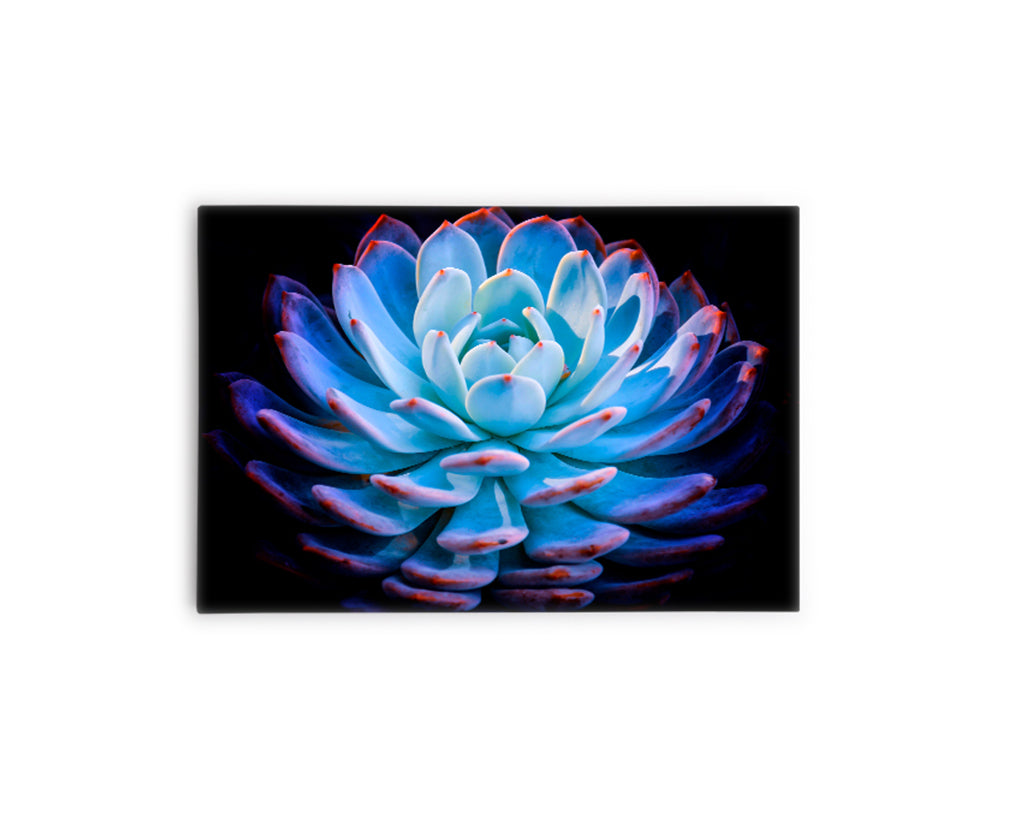FLORES 29