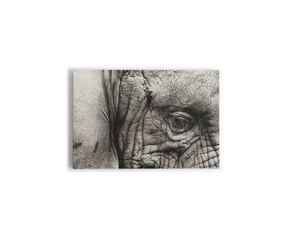 B Y N OJO ELEFANTE