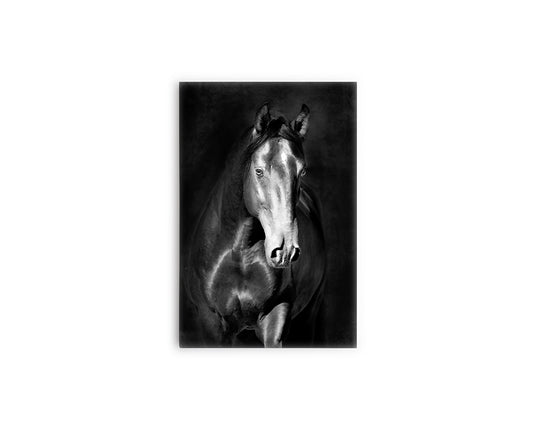 A- CABALLO NEGRO 99