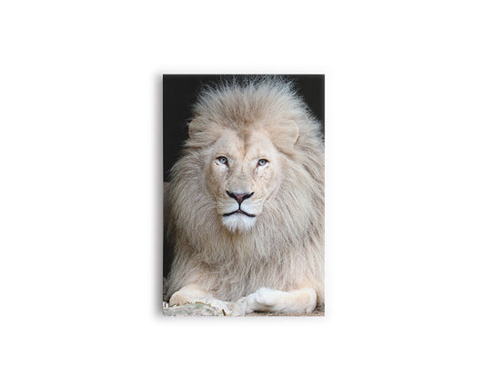 A- LEÓN BLANCO 95