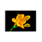 FLORES 30