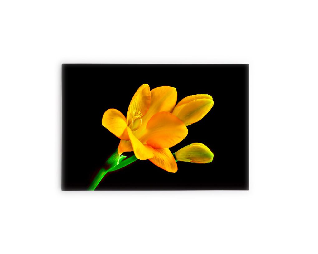 FLORES 30