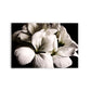 FLORES 31