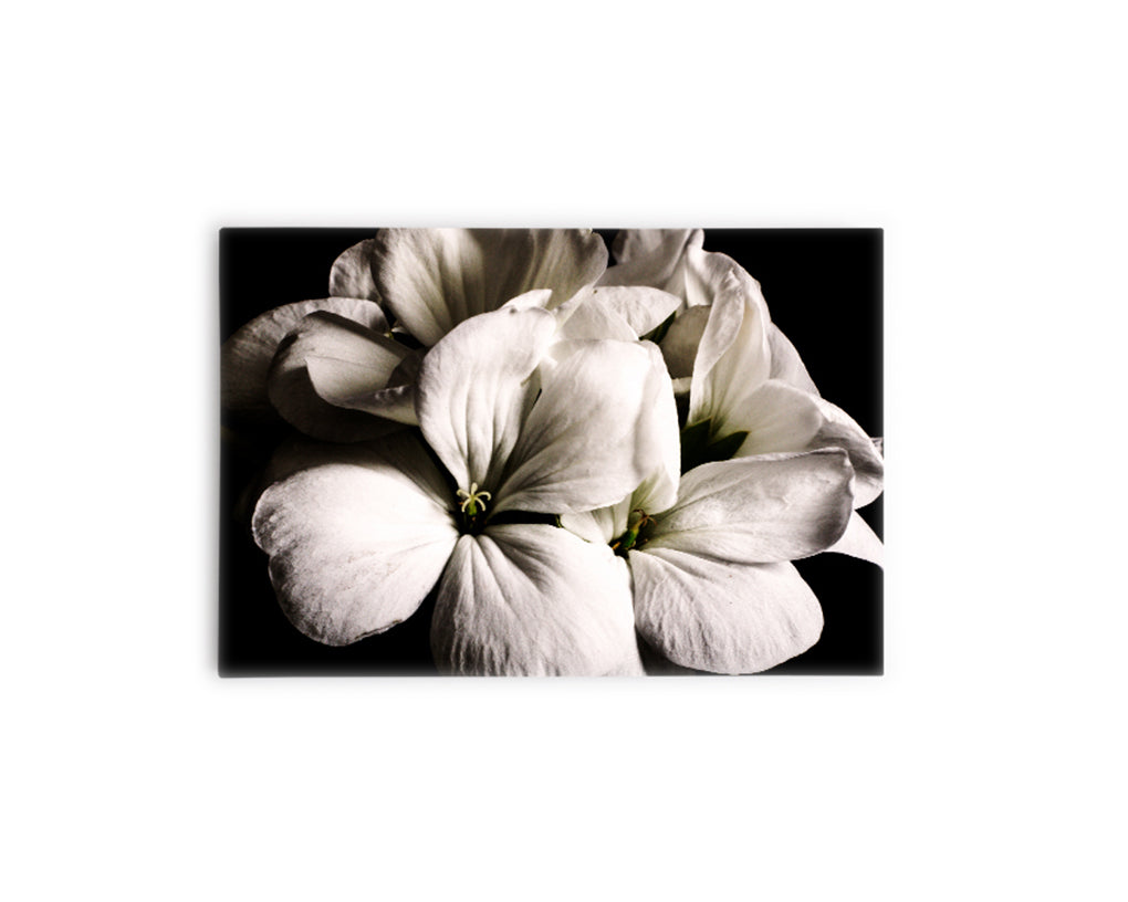 FLORES 31