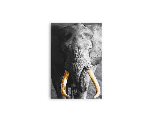 A- ELEFANTE GRIS 62