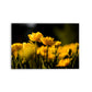 FLORES O9