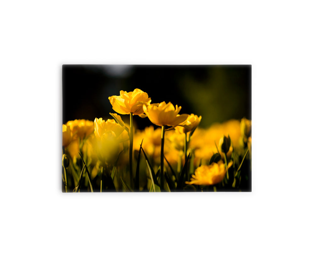 FLORES O9
