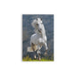 A- CABALLO BLANCO 66