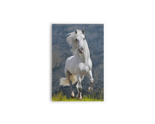 A- CABALLO BLANCO 66