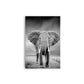 B Y N ELEFANTE GRIS