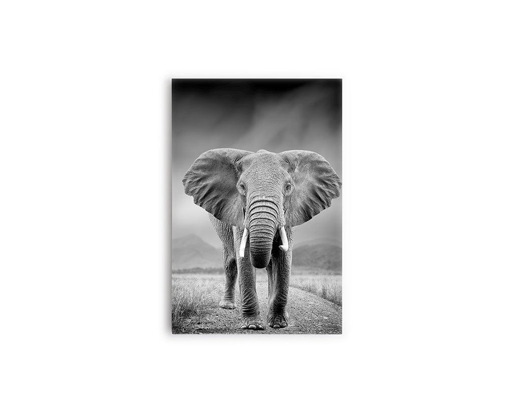 B Y N ELEFANTE GRIS