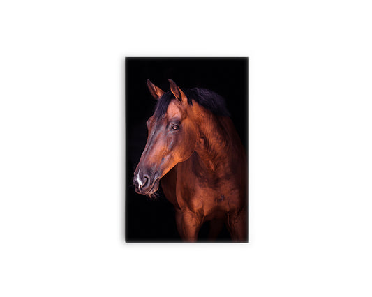 A- CABALLO MARRÓN 57