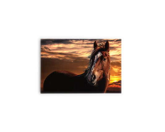 A- CABALLO HORIZONTE 79