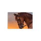 A- CABALLO NARANJA 59