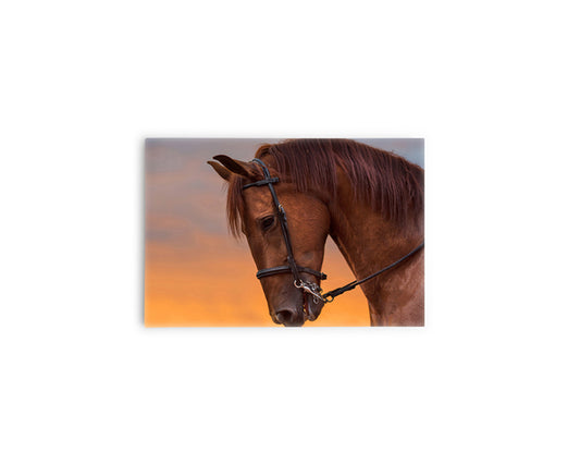 A- CABALLO NARANJA 59