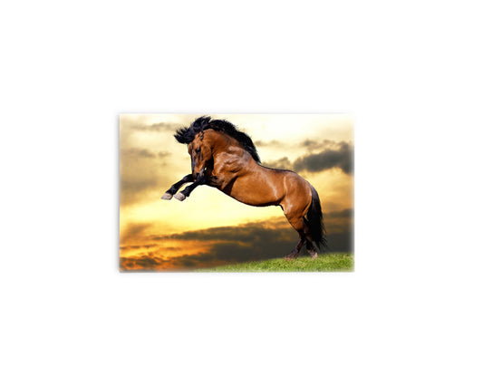 A- CABALLO BRINCO 61