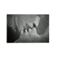 M- BESO RAIZ 41