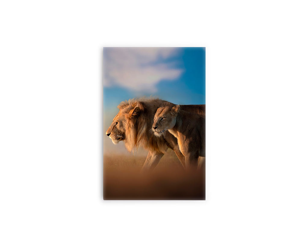 A-LEÓN Y LEONA 01