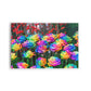 FLORES O5