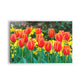 FLORES 13