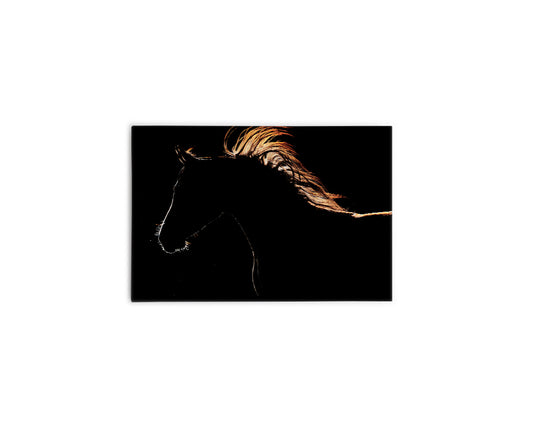 A- CABALLO CONTRALUZ 75