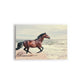 A- CABALLO PLAYA 70