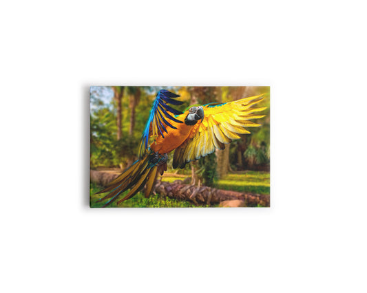 A- GUACAMAYA AZUL AMARILLA 76