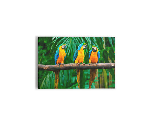 A- GUACAMAYAS 74