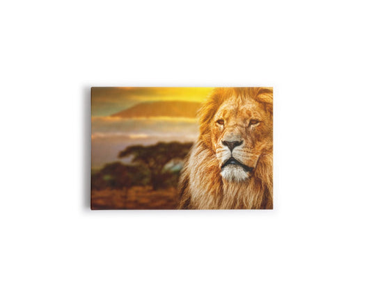 A- LEÓN SAFARI 66