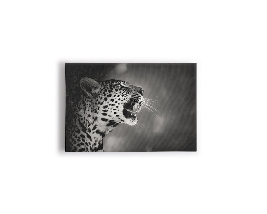 B Y N LEOPARDO